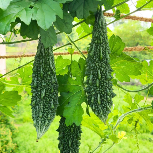 Bitter Gourd Karela Seeds Hybrid.jpg