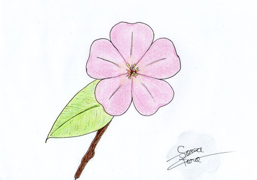 Flower, leaf and little branch..jpg