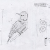 Steampunk Bird