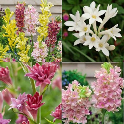 10 tuberose plant live beej ibai.jpg