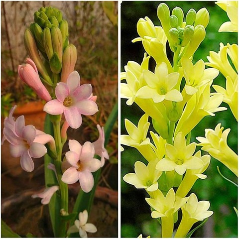 15 rajnigandha plant ibains orig.jpg