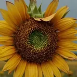 20260324 2122 video ezgif.com video to webp converter.webp