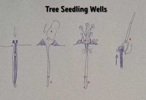 tree seedling wells.jpg