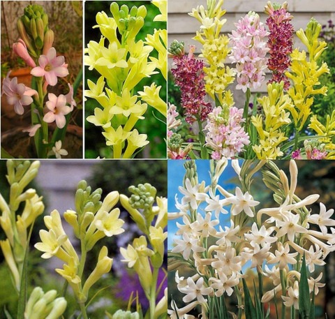 7 tube rose rajanigandha aromati.jpg