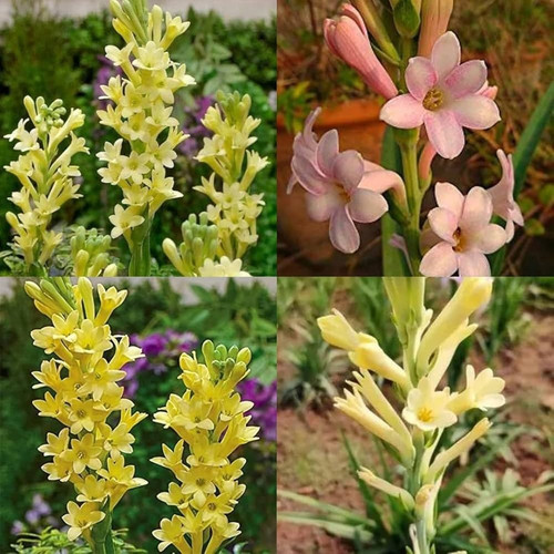 71RDPz4gAWL. AC UF1000,1000 QL80.jpg