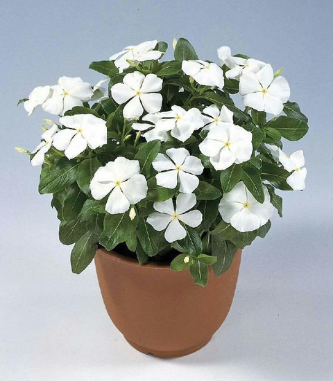 white sadabahar periwinkle plant.jpg