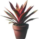 OIG1 17 removebg previewa