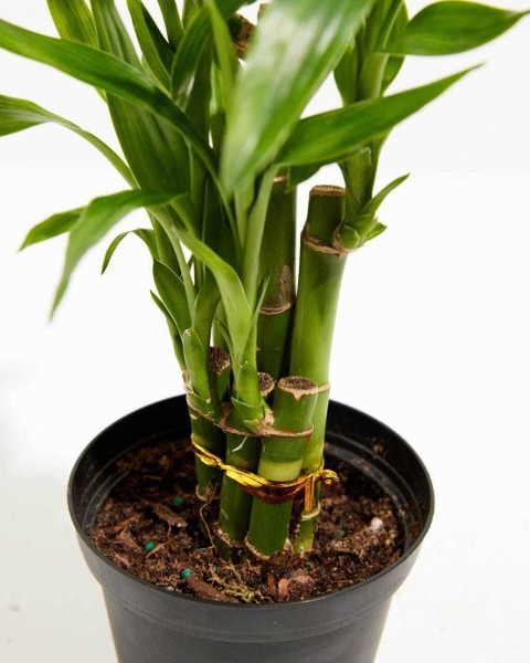 yes perennial yes lucky bamboo 5.jpg