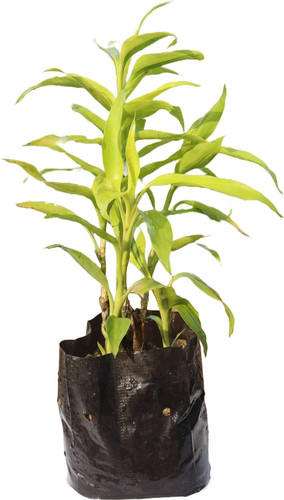 yes annual yes bamboo plant air.jpg