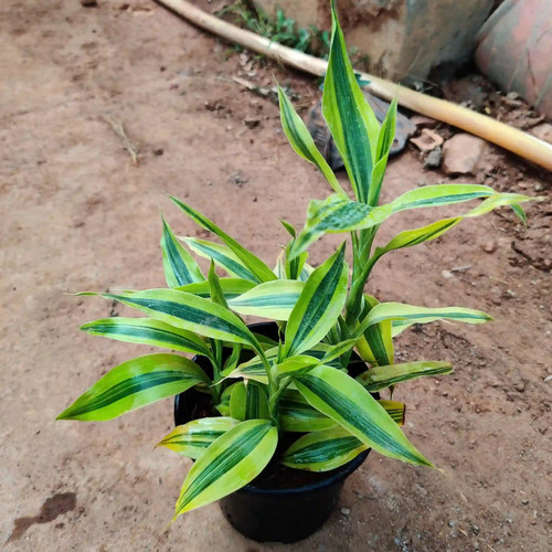 LuckyBamboo 5inch.jpg