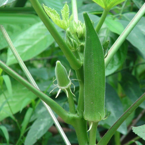 150 namo 9p okra lady finger gre.jpg