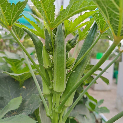 Desibhindi.jpg