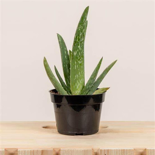 51ssXlYf66L. SL1000 .jpg