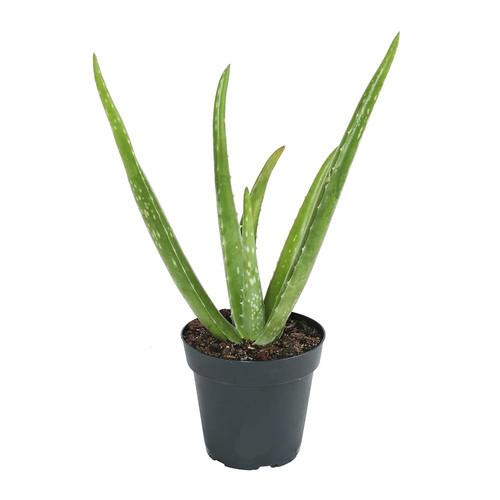 51iaK2 aGLL. SL1000 .jpg