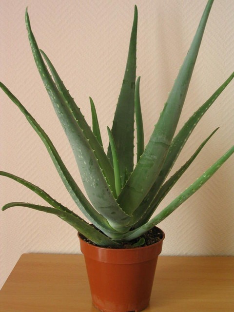 no perennial yes aloe vera live.jpg