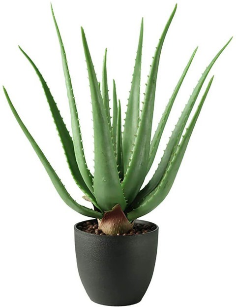 aloe vera plant 1 planting origi.jpg