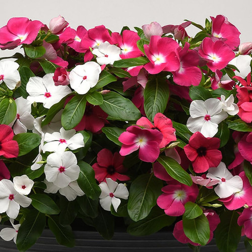 712zYKlbbkL. SL1080 .jpg