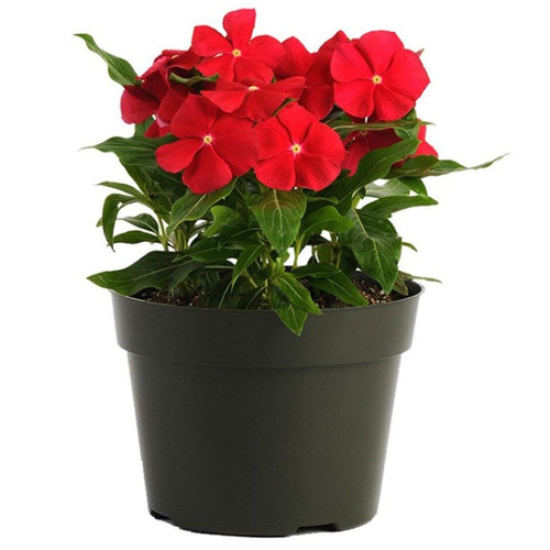 61JxY5RE8rL. SL1009 .jpg