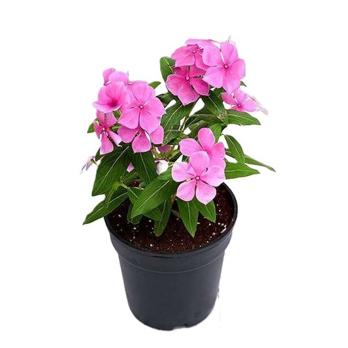 nurserylive plants vinca cathara.jpg