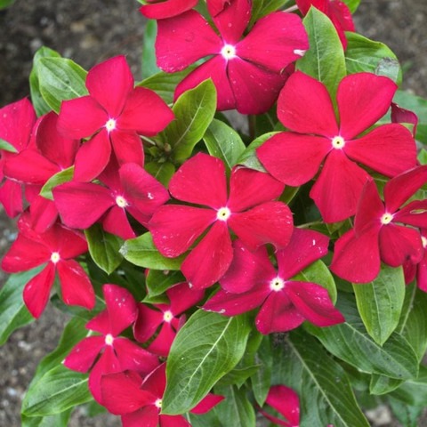 22 vinca flower seeds hybrid 100.jpg