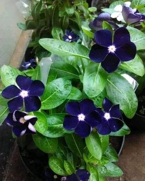 10 dioart pusa vinca flower dark.jpg