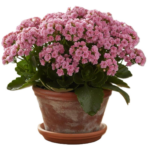 61HycTLVcHL. SL1024 .jpg