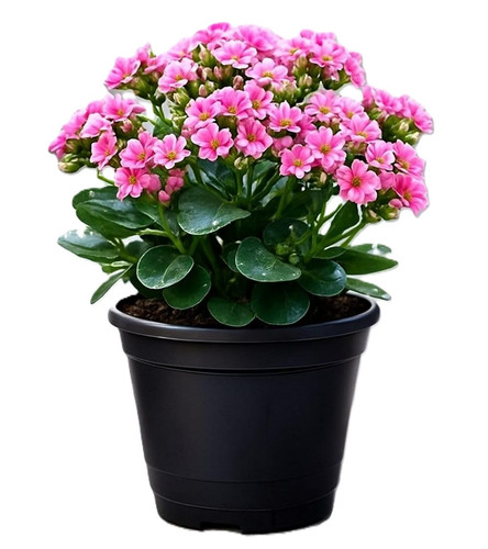 61WWmf0Dw6L. SL1500 .jpg