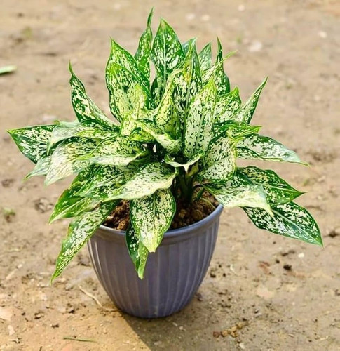 5114afcc 875a 4e19 9d9f 045f025ca85e.jpg