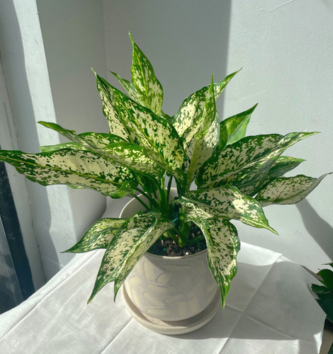 50f20544 7cc5 4a6c 931e 614188268367.jpg