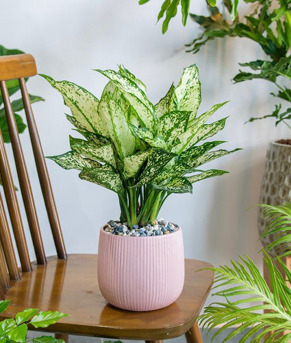 7b531788 2ee3 444c 84d4 775aba619a31.jpg