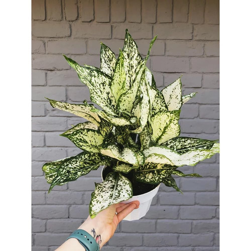 61agHjqnusL. SL1000 .jpg