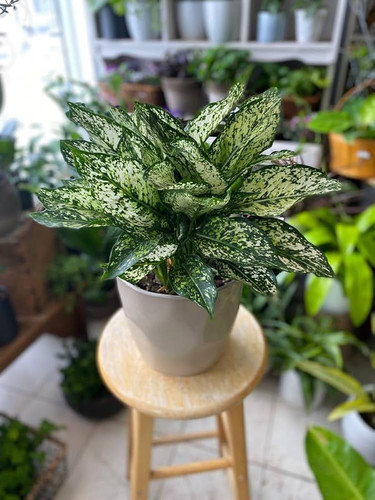 61aNn2YlQUL. SL1000 .jpg