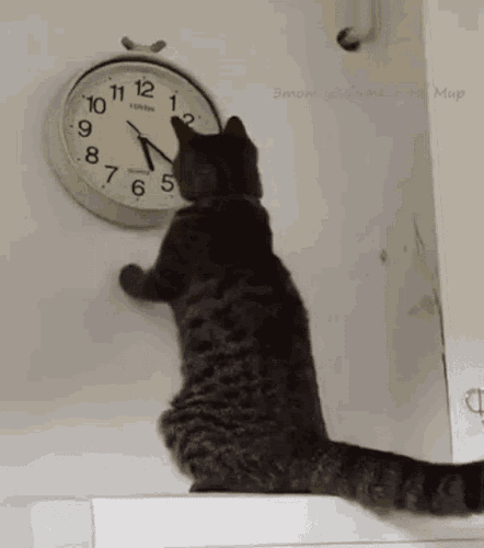 Cat time.gif