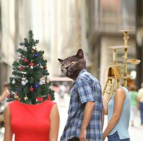 Cat Tree.jpg