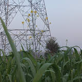 1000066591