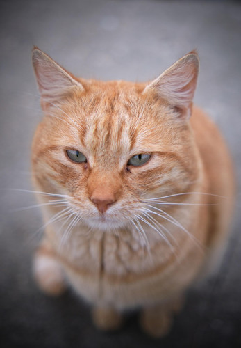 cat 1770922051 7193537.jpg