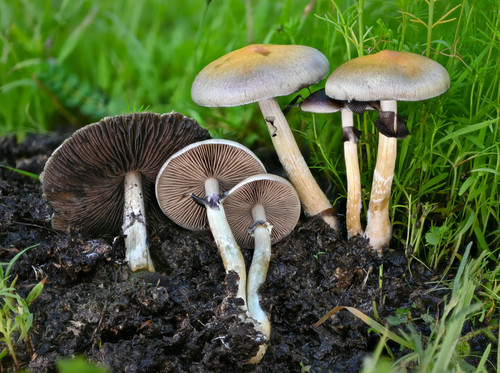 Sterile Psilocybe Spore Syringe for Microscopy Research.jpg