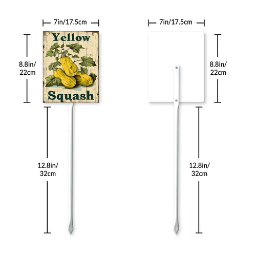 Yellow Squash20240607 001 7.jpg