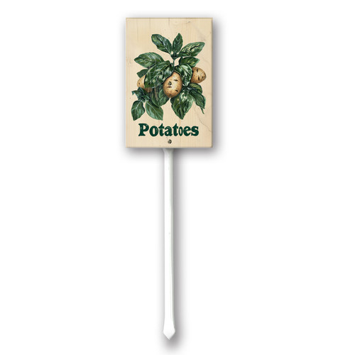 Potatoes20240607 001.jpg