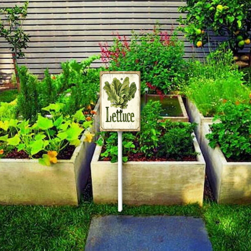 Lettuce20240607 001 3.jpg