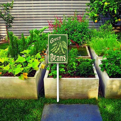 green beans20240607 001 3.jpg