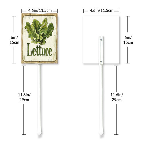Lettuce20240607 001 6 6.jpg