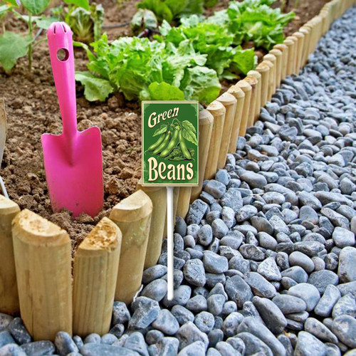 green beans20240607 001 1.jpg
