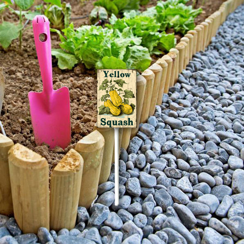 Yellow Squash20240607 001 1.jpg