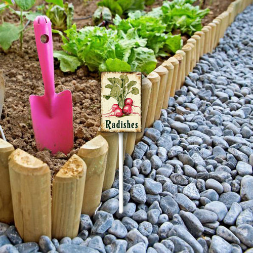 Radishes20240607 001 1.jpg
