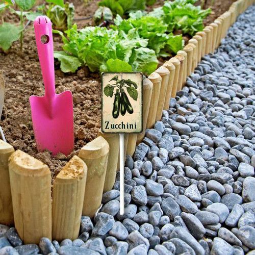 zucchini20240607 001 1.jpg