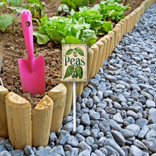 peas20240607 001 1.jpg