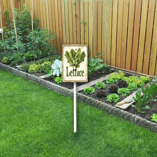 Lettuce20240607 001 2.jpg