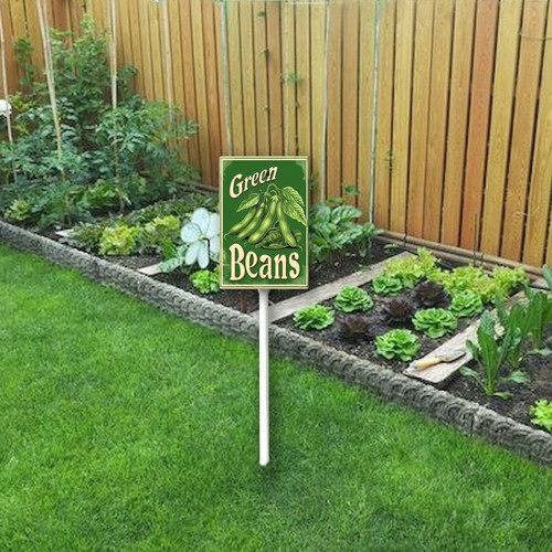 green beans20240607 001 2.jpg