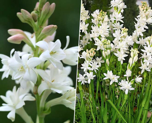 best rajnigandha flowers.jpg